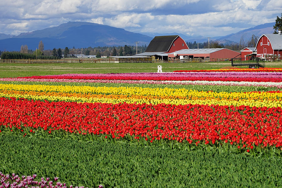 Fields of Tulips in Skagit County Photograph by Shirley Stevenson ...