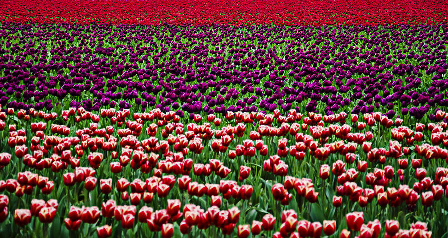 Fields of Tulips Photograph by Pelo Blanco Photo