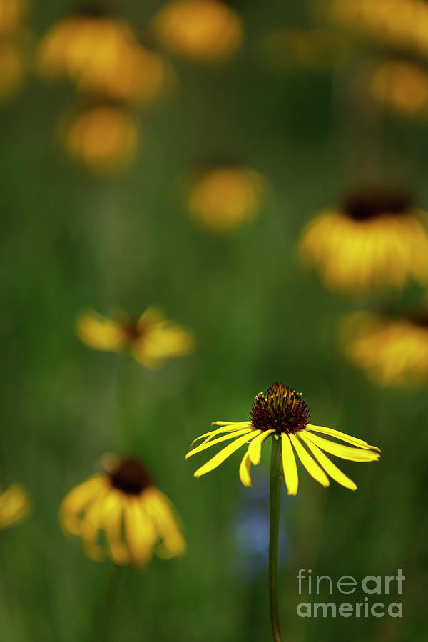 Fields of Yellow I Photograph by Dennis Hedberg