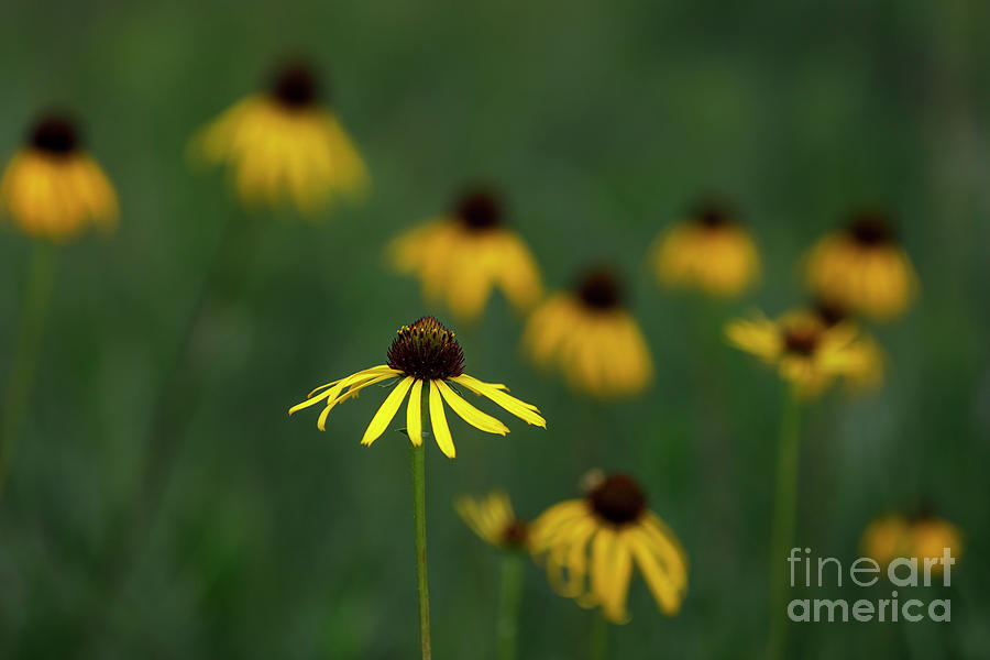 Fields of Yellow II Photograph by Dennis Hedberg