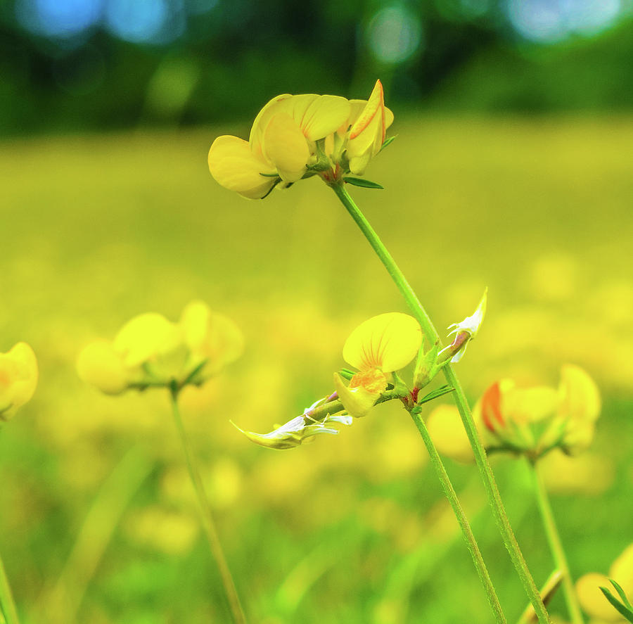 Fields Of Yellow Photograph