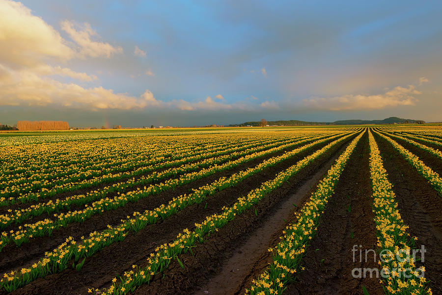 Fields Of Yellow Photograph