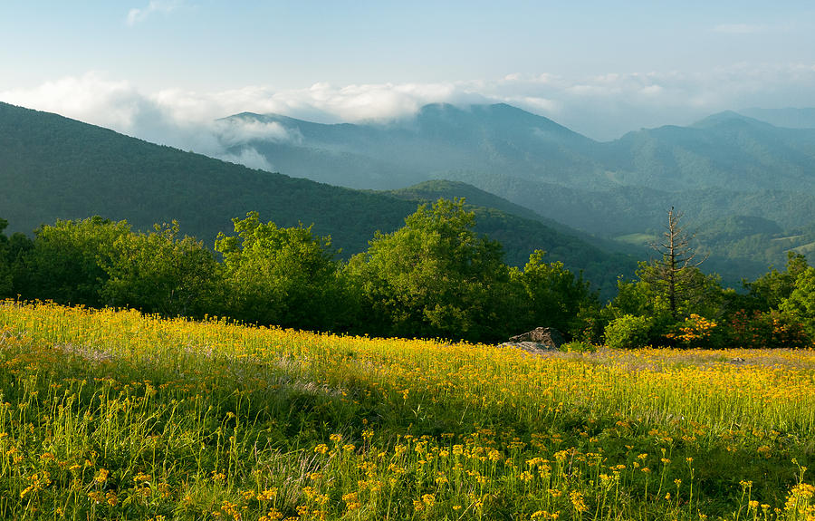 Fields of yellow, Roan Mountain State Park by Tommy White Fields of yellow, Roan Mountain State Park by Tommy White
