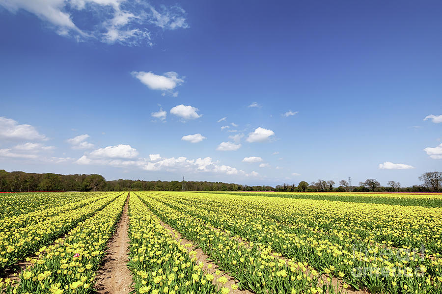 Fields of yellow tulips in spring Photograph by Simon Bratt