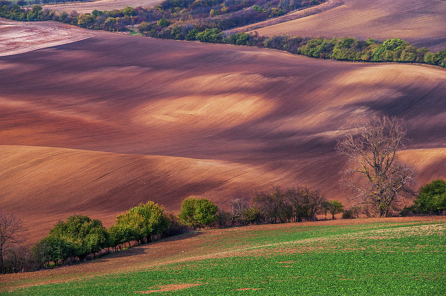Fields Patterns. Moravian Tuscany Photograph by Jenny Rainbow