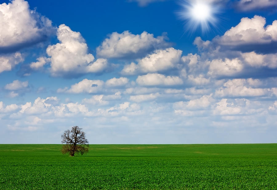 Field,tree And Sky Photograph