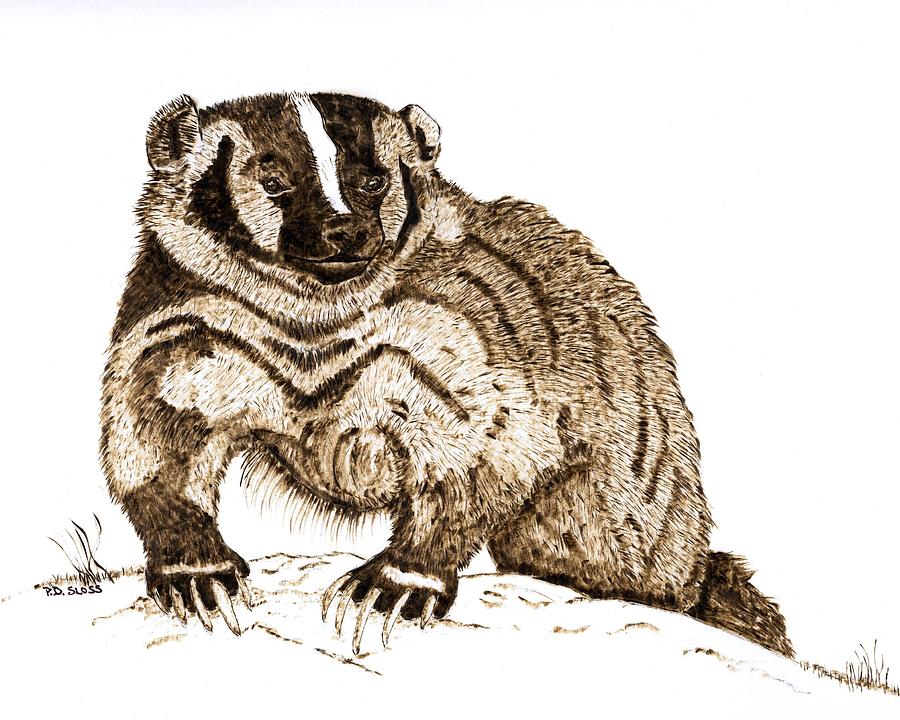 Wildlife Pyrography - Fierce American Badger by Pat Sloss