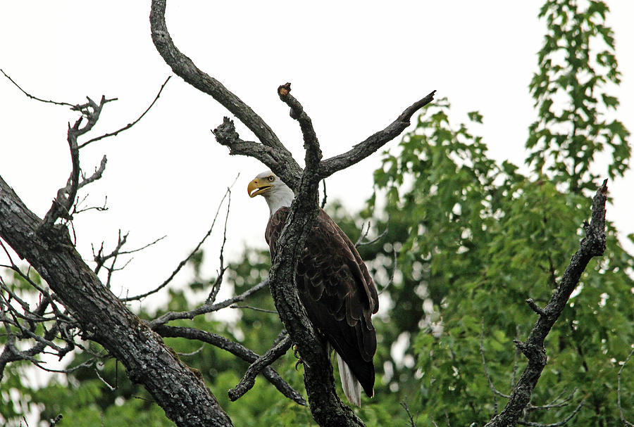 Fierce Bald Eagle Photograph by Debbie Oppermann