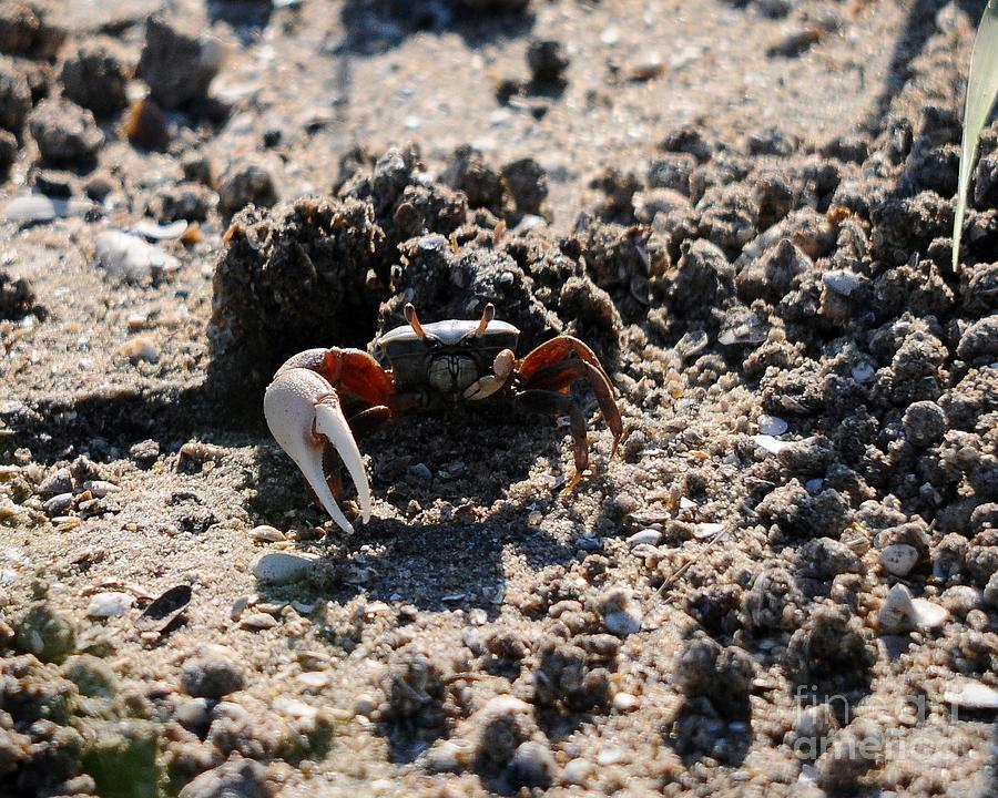 Fiddler Crab Photograph - Fierce Fiddler by Al Powell Photography USA