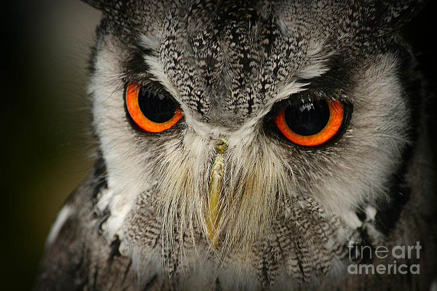 Fierce Little Owl by Alexandra Lavizzari