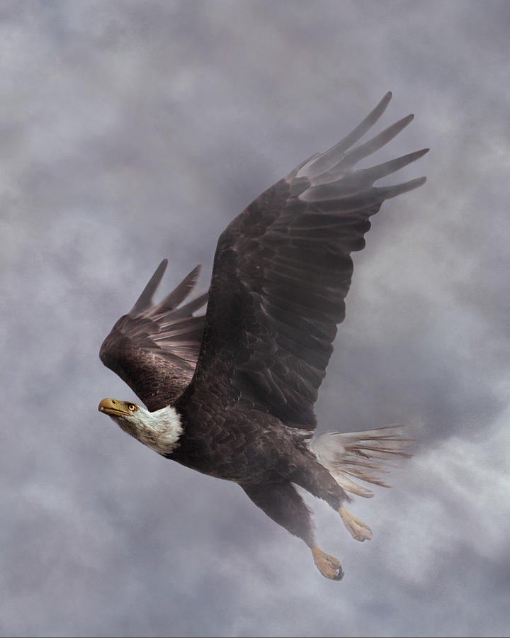 Eagle Photograph - Fierce Pair 2 of 2 by Betsy Knapp