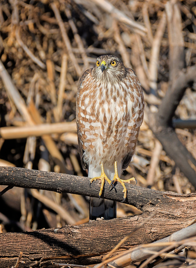 Fierce Sharp-Shinned Hawk Photograph by Loree Johnson