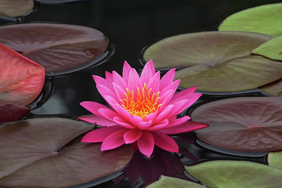 Fiery Beauty OF A Waterlily Photograph by Byron Varvarigos