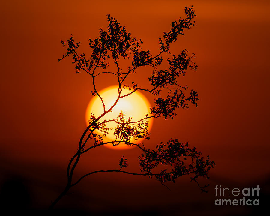 Fiery California Sunrise Photograph by Lisa Manifold