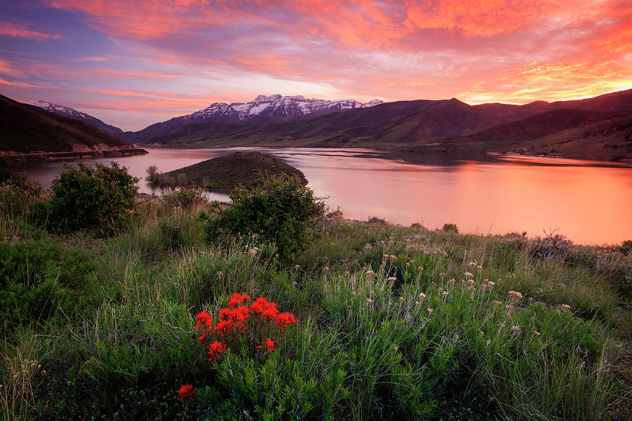 Spring Photograph - Fiery Deer Creek sunset with wildflowers. by Wasatch Light
