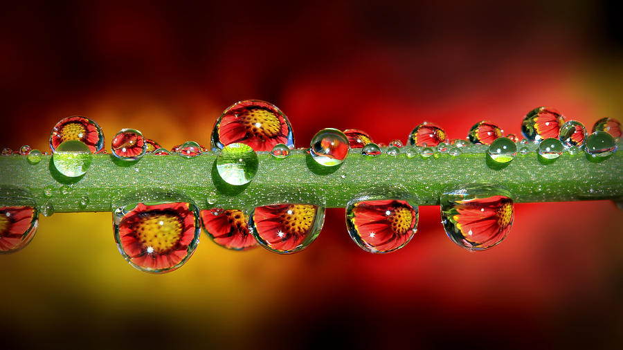 Abstract Photograph - Fiery Drops 16x9 by Gary Yost