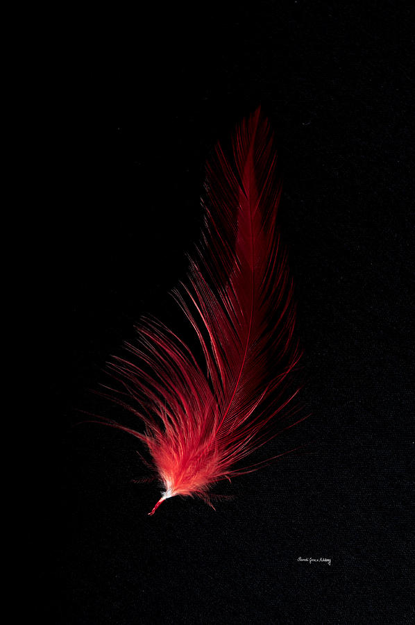 Fiery Feather Photograph by Randi Grace Nilsberg