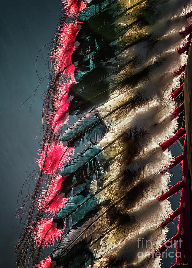 Feather Photograph - Flaming Feathers by Phyllis Webster