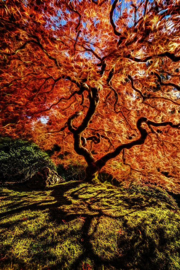 Fiery Japanese Maple Photograph by Wes and Dotty Weber