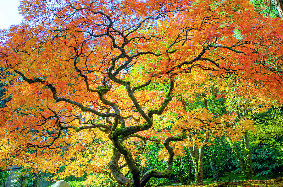 Fiery Japanese Maple Photograph by Kristine Anderson