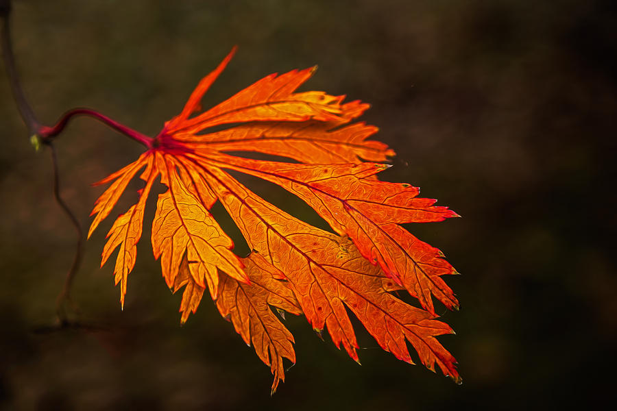 Fiery Leaf Photograph by Allen Ahner