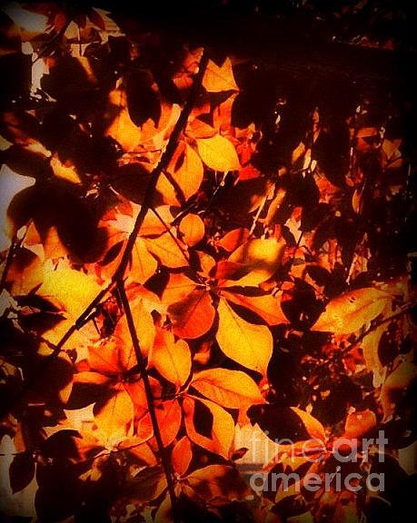 Fiery Leaves of Autumn Photograph by Miriam Danar
