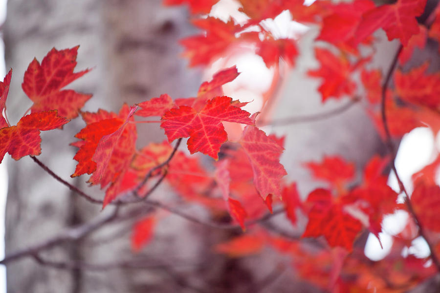 Fiery Leaves Photograph by Toni Hopper