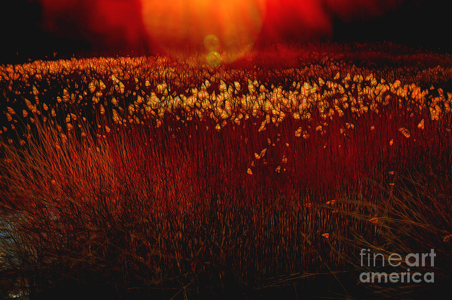 Fiery Marsh Digital Art by Lynellen Nielsen