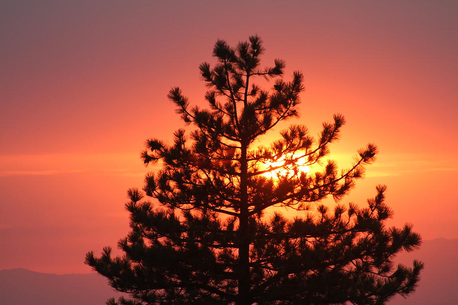 Fiery Pine Silhouette Photograph by Diana Chase