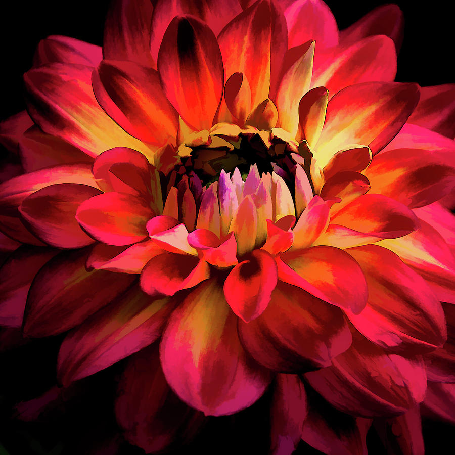 Fiery Red Dahlia Photograph by Julie Palencia