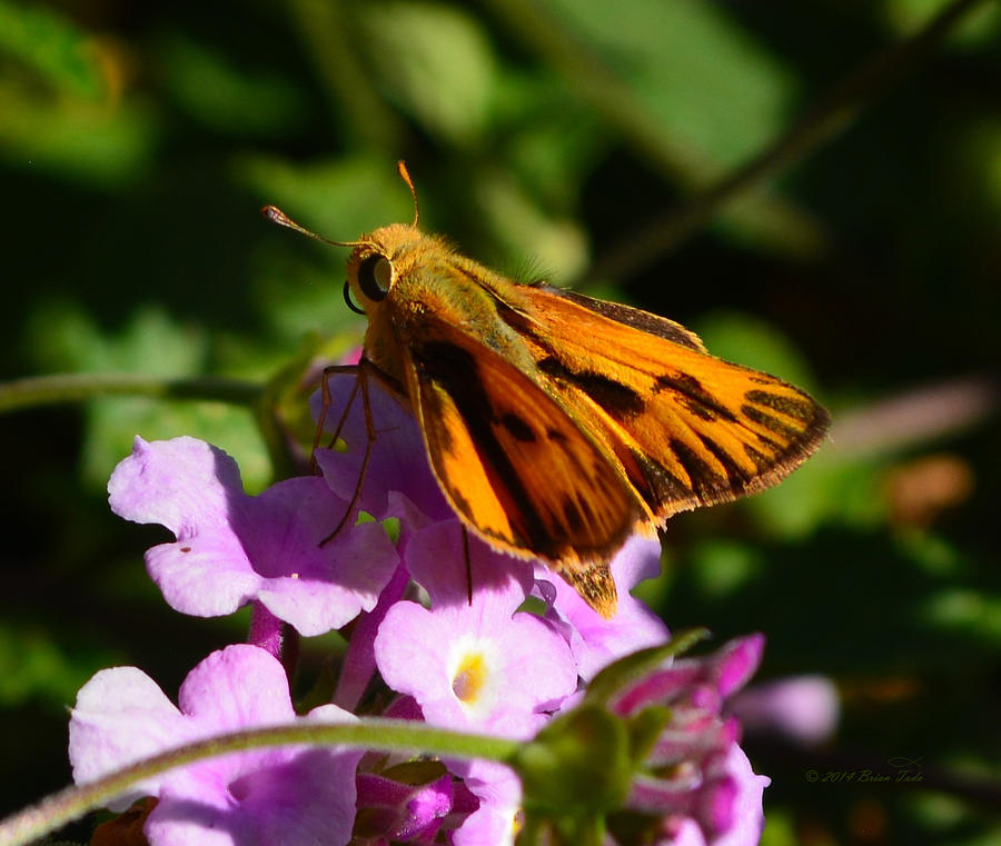 Fiery Skipper Butterfly Photograph by Brian Tada