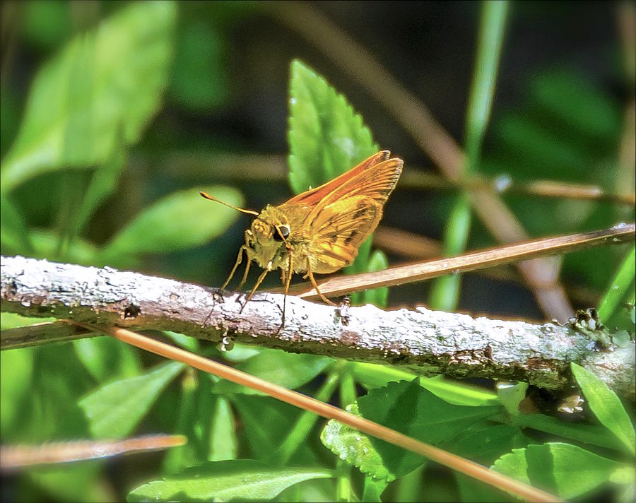 Fiery Skipper Butterfly Photograph by Carol Bradley