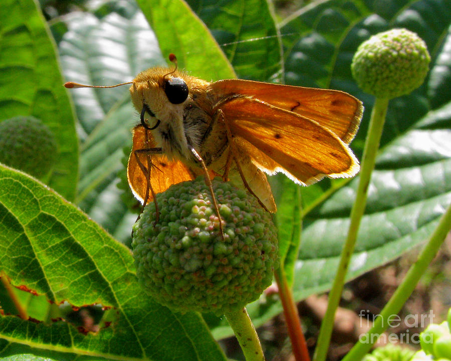 Butterfly Photograph - Fiery Skipper Butterfly by Donna Brown Butterfly Photograph - Fiery Skipper Butterfly by Donna Brown