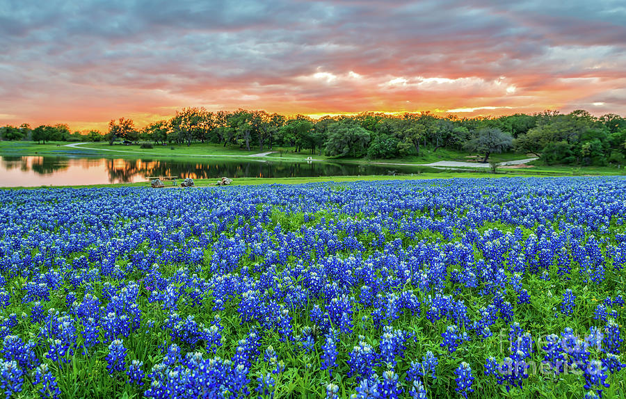 Texas Fiery Sunset Over Bluebonnets - Texas Bluebonnet Wildflower ...