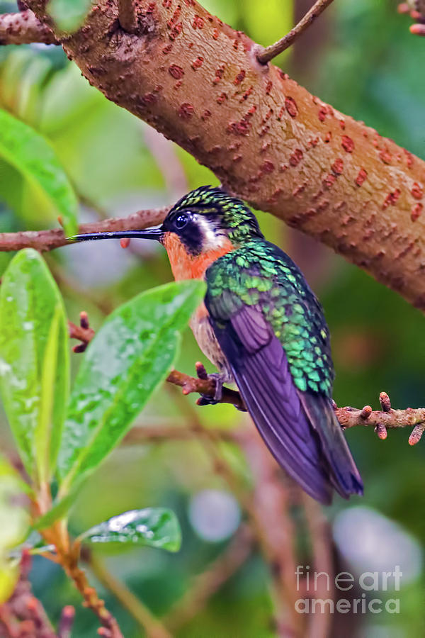 Hummingbird Photograph - Fiery-throated Hummingbird by Ulysse Pixel
