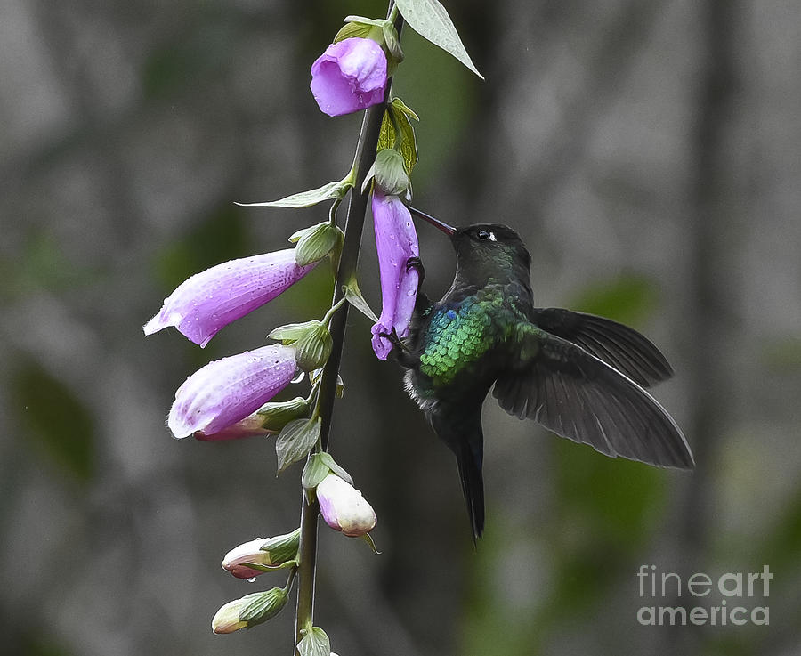 Fiery-throated Hummingbird On Purple Bells Photograph