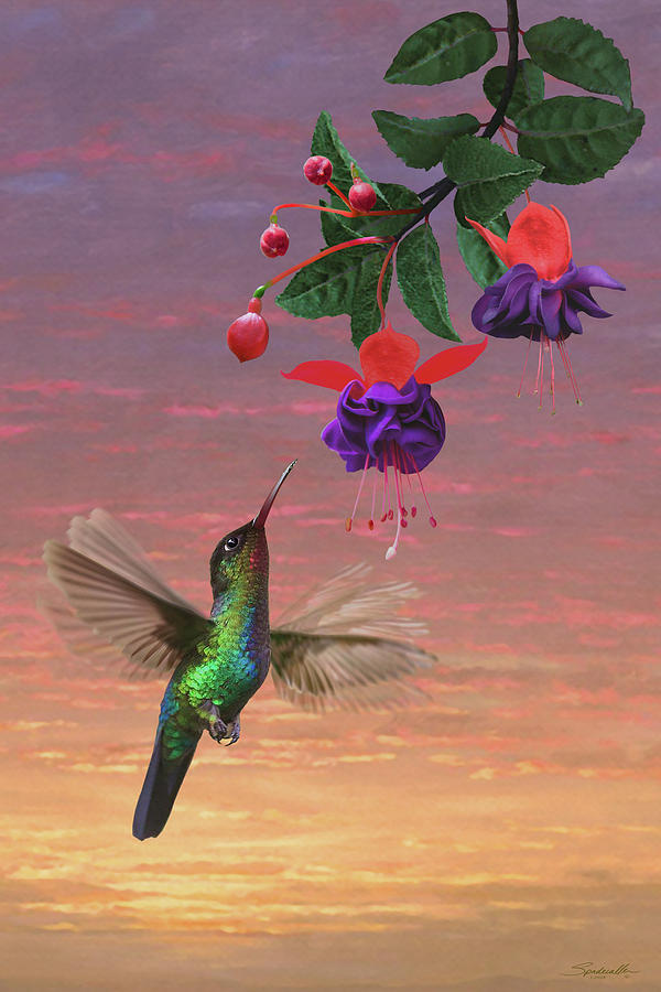 Fiery Throated Hummingbird Digital Art by M Spadecaller