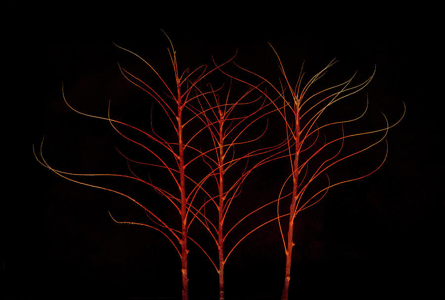 Fiery Trees Digital Art by Terry Davis