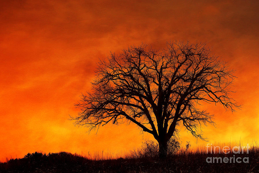Fiery Treescape Photograph by Clare VanderVeen