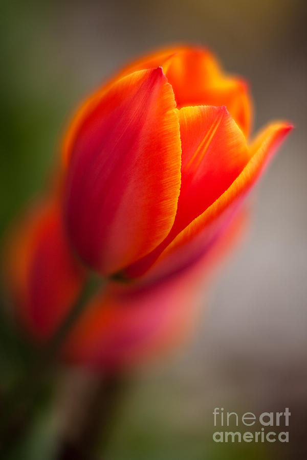 Fiery Tulip Photograph by Mike Reid