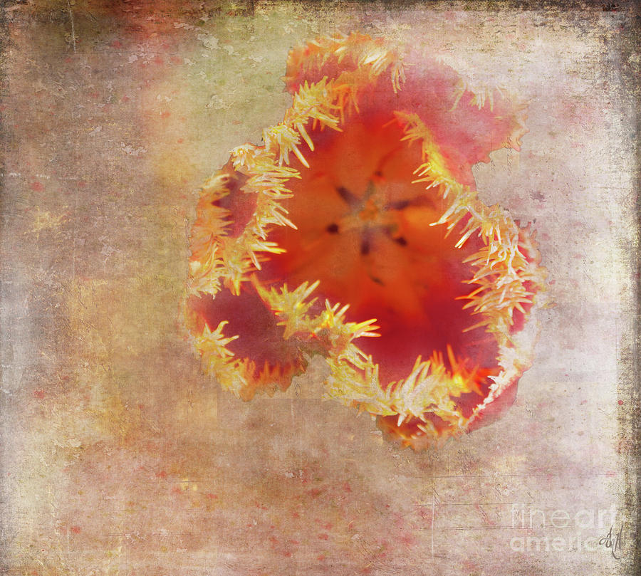 Fiery Tulip Digital Art by Victoria Harrington
