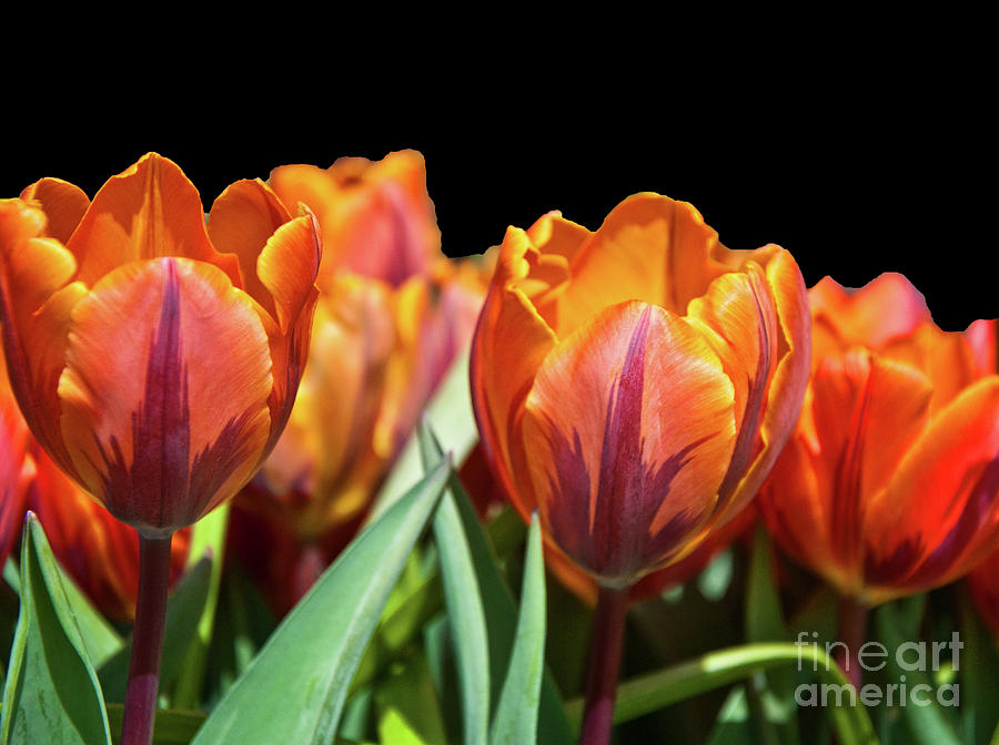 Fiery Tulips Photograph by Vijay Sharon Govender