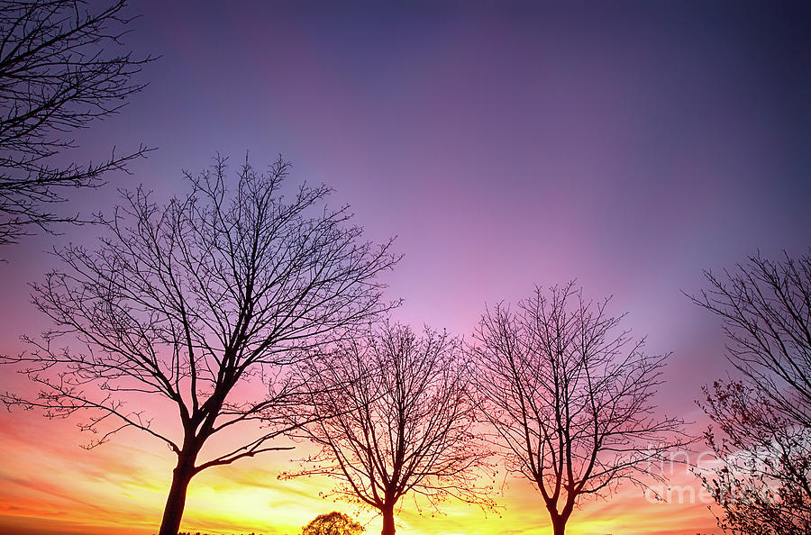Fiery winter sunset with bare trees Photograph by Simon Bratt