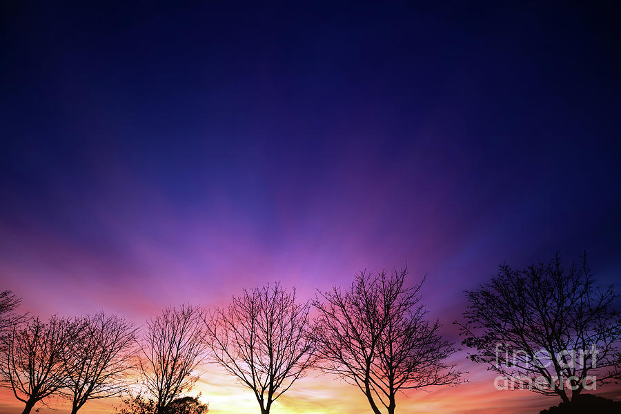 Fiery winter sunset with line of bare trees Photograph by Simon Bratt