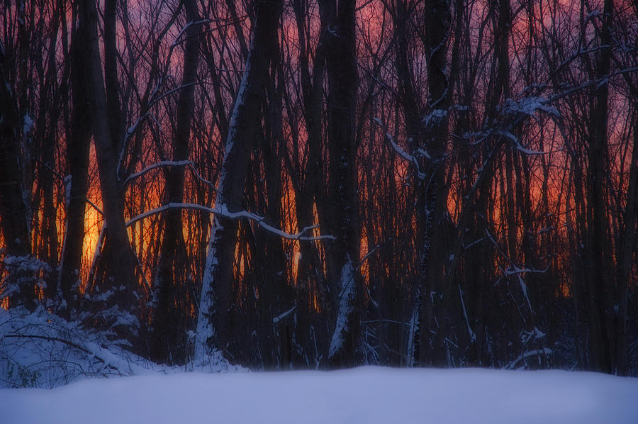 Fiery Woods Photograph by Ross Powell