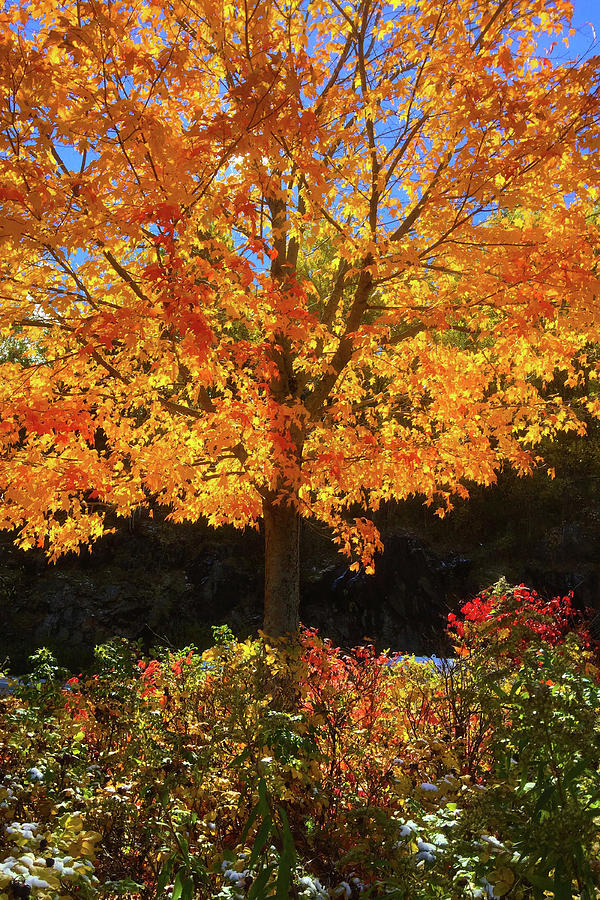 Fiery Yellow Autumn Leaves - Burlington Vermont Autumn Photograph by Joann Vitali