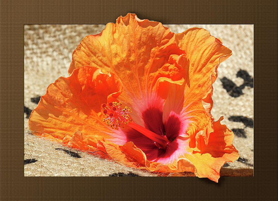 Fiesta Colors Hibiscus Photograph by Phyllis Denton