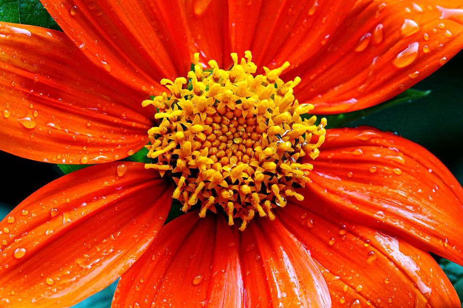 Sunflower Photograph - Fiesta Time by Debbie Oppermann