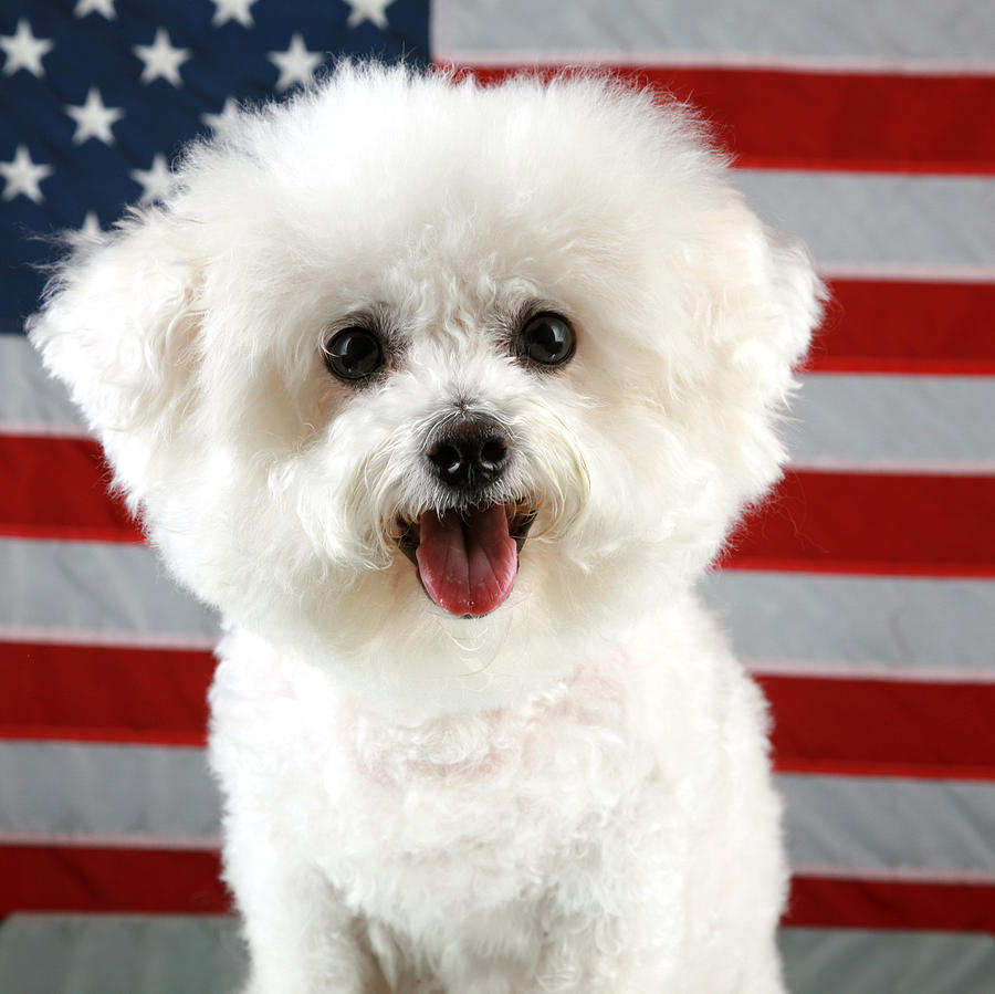 Cool Photograph - Fifi Loves America by Mike Ledray