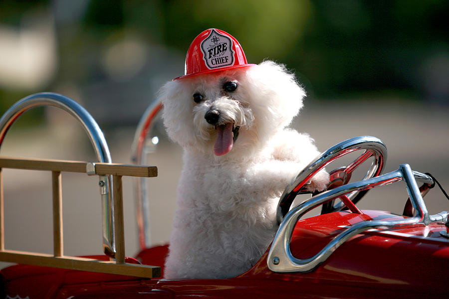 Rush Hour Movie Photograph - Fifi the Fire Dog by Mike Ledray